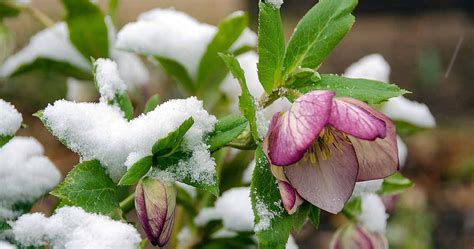 10 Gorgeous Winter Flowers Across The World Fnp Singapore