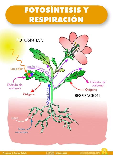 Resumen De La Fotosintesis Y Respiracion En Las Plantas Imagesee