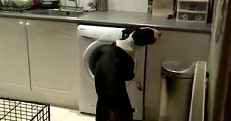 Pup Tries To Get Into Cupboard And Is Caught Red Handed By Owner