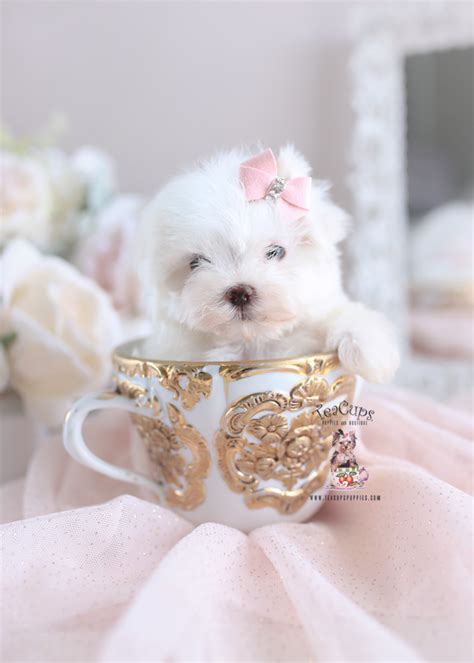 South Florida Maltese Breeder Teacup Puppies And Boutique
