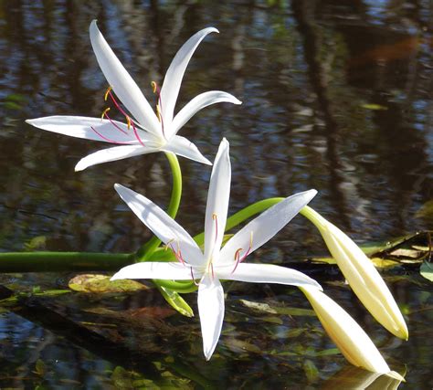 Swamp Lily Photograph By Peb Elliott
