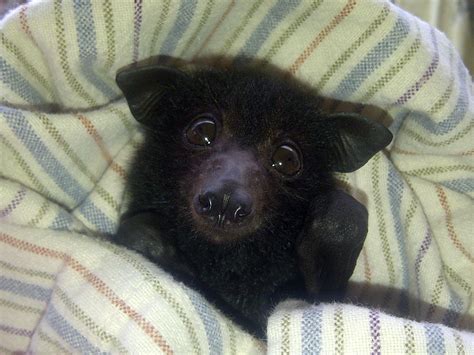Bat So Cute Cute Bat Baby Bats Fruit Bat