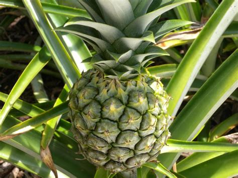 Growing Pineapples In South Florida