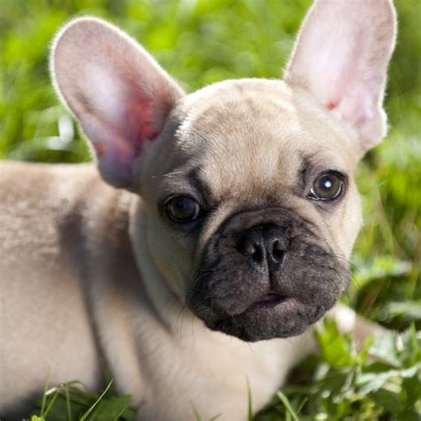 Adorable French Bulldogs Puppies Poster Dog Breeders Guide