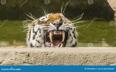 Tired Tiger Stock Photo Image Of Wildlife Animal Mammal 99536646