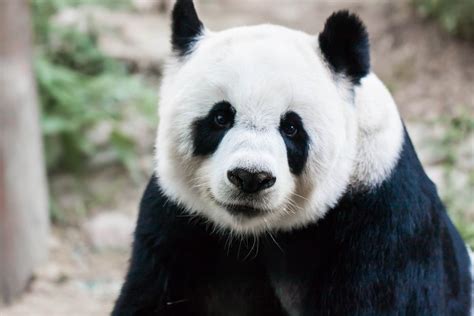 Why Are Giant Pandas Black And White