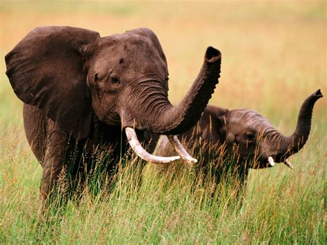 Download besplatne slike i pozadine za desktop Afrički slonovi