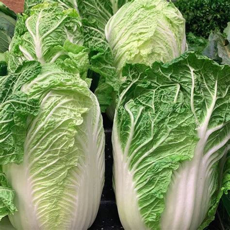 Cabbage Chinese Wombok Forestway Fresh Online Store