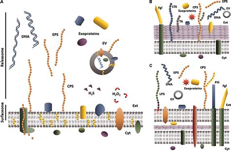 Frontiers The Mycoplasma Spp ‘releasome A New Concept For A Long