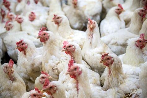 Field Research Shows Efficacy of Salmonella Vaccines | Food Safety