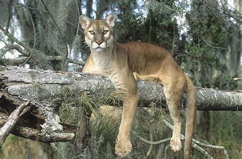 Florida Panther Endangered Big Cat Species