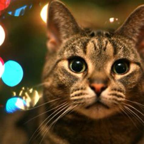 Pinterest Christmas Cats Cat Wallpaper Kitten Wallpaper