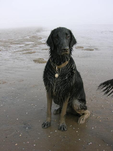 Flat Coated Retriever Huntinggg