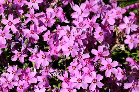 Grow Creeping Phlox For A Magic Carpet Of Flowers In Creeping My Xxx Hot Girl