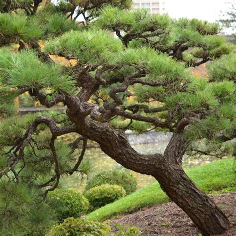 Japanese Black Pine Tree Pinus Thunbergii Seeds Etsy