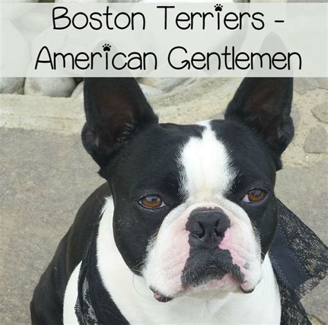 Boston Terriers American Gentlemen Dogvills
