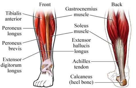 Ankle Extensor Hallucis Longus And Brevis Muscle Pain