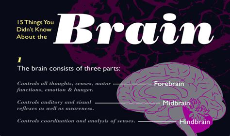 15 Things You Didnt Know About The Brain Infographic Visualistan
