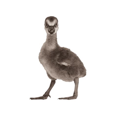 Hawaiian Goose Png Images Transparent Hd Photo Clipart In 2022