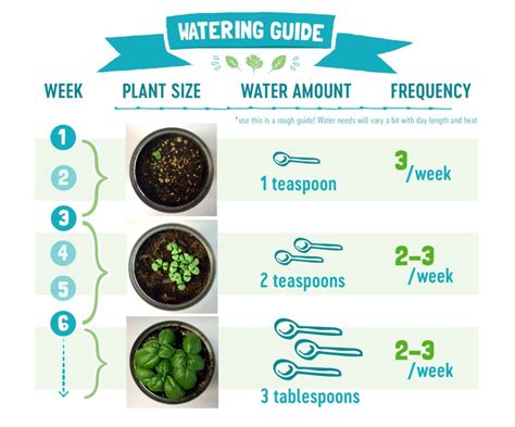 How Much To Water Indoor Plants Tips And Troubleshooting