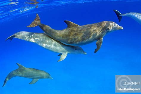 Atlantic Bottlenose Dolphin Tursiops Truncatus Stock Photo