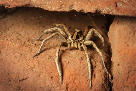Types Of Spiders In Tennessee Us Pest Protection