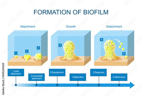 Biofilm Formation Stages Of Biofilm Development Life Cycle Of