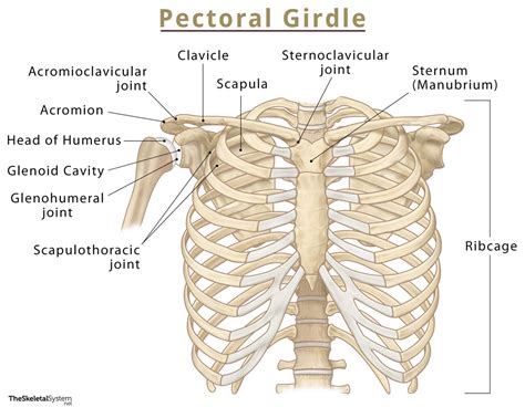 Pectoral Shoulder Girdle Names Of Bones Functions Diagram