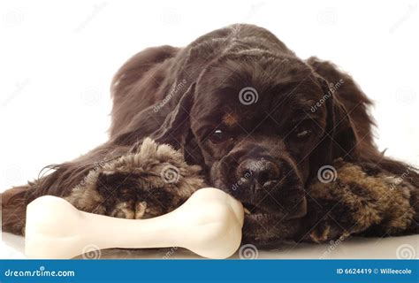 Dog Chewing On Bone Stock Image Image Of Pastime Potential 6624419