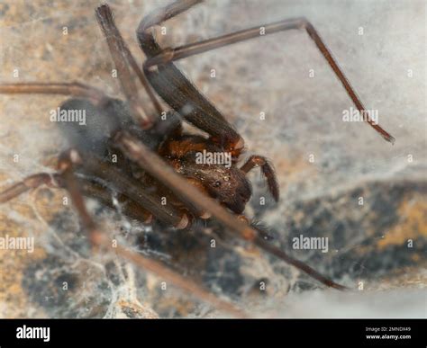 Nest of a brown recluse spider, venomous species also known as aranha