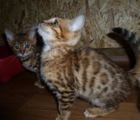 They like to play and can learn games like fetch or figure out puzzle toys. Bengal Cats For Sale | Iowa City, IA #202580 | Petzlover