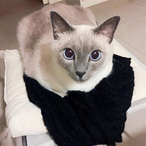 Felippo Blue Point Siamese Cat On Instagram Sitting On The Humans