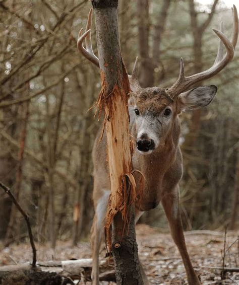 Why Whitetail Bucks Rub Trees Omega Outdoors