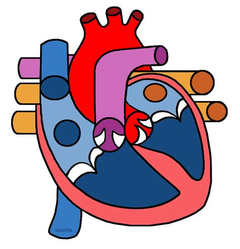 Heart Structure Unlabelled Clipart Clipart Best