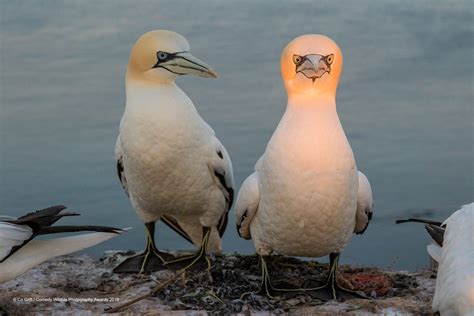 The Comedy Wildlife Photography Awards Finalists Revealed