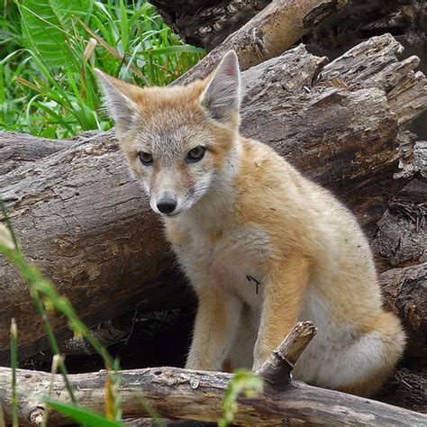 Young Swift Fox Endangered Species Photographed At The Cal Nancy