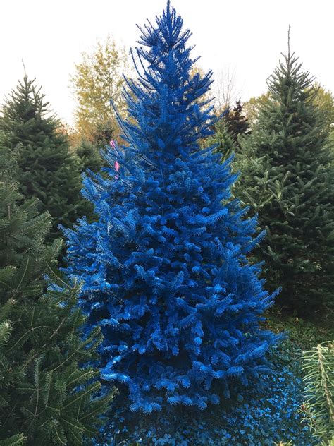 Thieves Cut Down Blue Turquoise Christmas Trees Troopers Say
