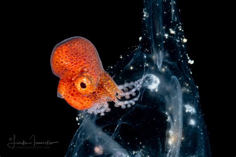 Paper Nautilus Argonaut Pelagic Octopus Male