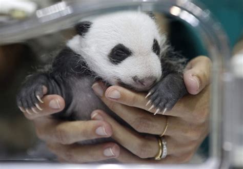 Cute Baby Pandas Born In Spain For 1st Time Cn