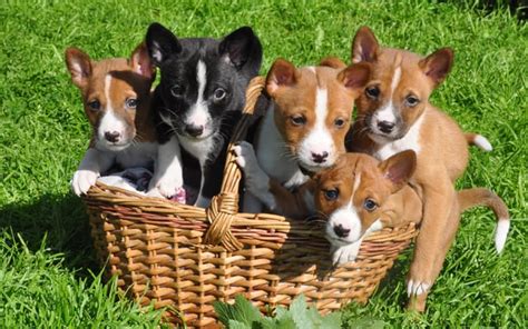 Basenji Puppies Breed Information And Puppies For Sale