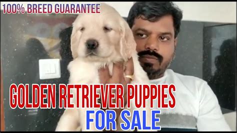 Top Quality Golden Retriever Puppies For Sale Youtube