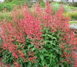 Best bets for shade gardens. Perennial Zone 7 that will Adorn Your Beautiful Garden ...