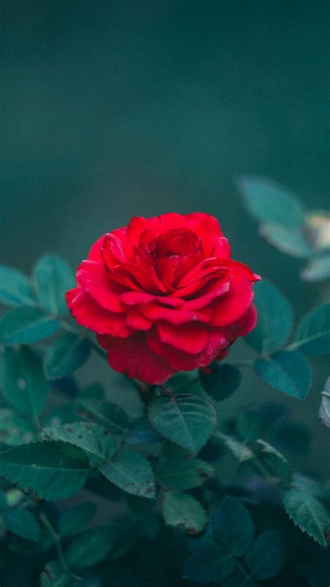 Aesthetic Red Roses Wallpapers Wallpaper Cave