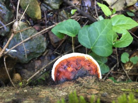 Mushrooms Of Georgia Wild Mushrooming Field And Forest Mycotopia