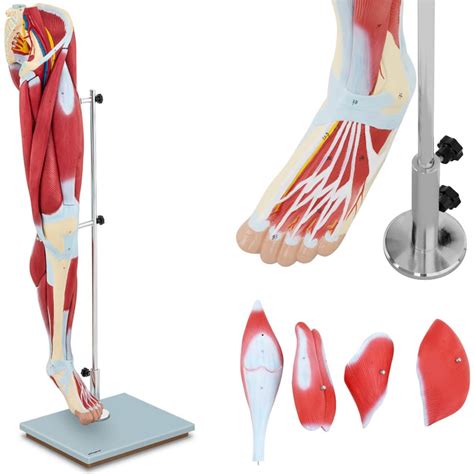3d Anatomical Model Of Human Leg Muscles Wassermaneu