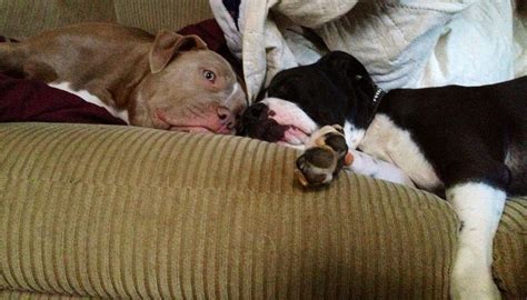 Sleeping Beauties Pitt Bulls Boston Terrier Terrier