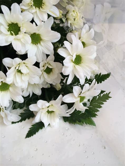 White Daisy Bouquet Stock Image Image Of Celebration 52117045