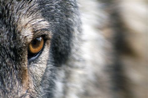 Free Photo Wolf Eye Fur Wild Animal Free Image On Pixabay 1352242