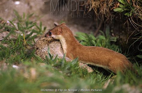 Minden Pictures Least Weasel Mustela Nivalis With Rabbit Prey