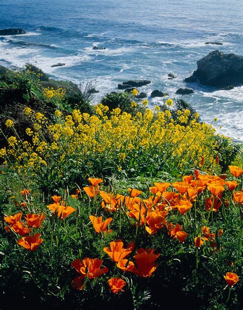 Poppies Along Coast Ca Usa Photograph By Panoramic Images